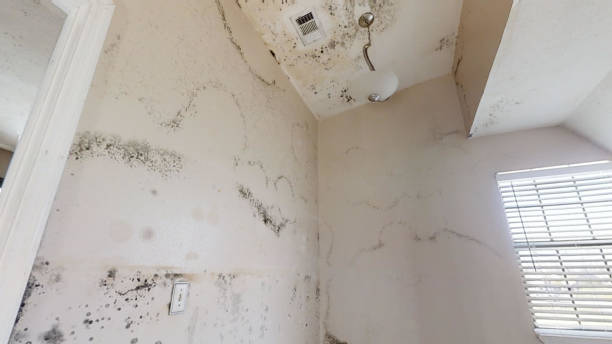  Lake City, MN Mold Removal Pros