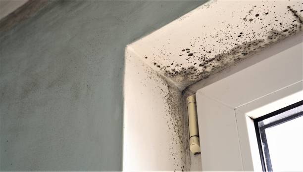 Best Attic Mold Removal  in Lake City, MN