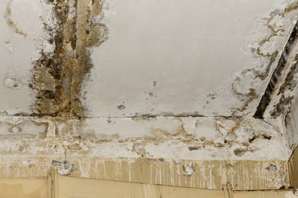 Best Mold Removal for HVAC Installations  in Lake City, MN