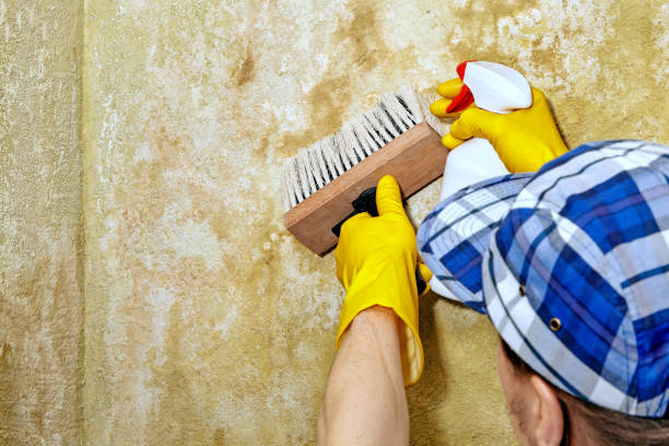Best Black Mold Removal  in Lake City, MN