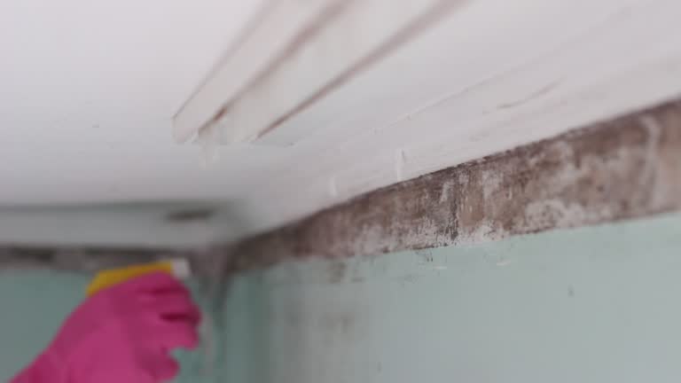 Best Dehumidification Services  in Lake City, MN